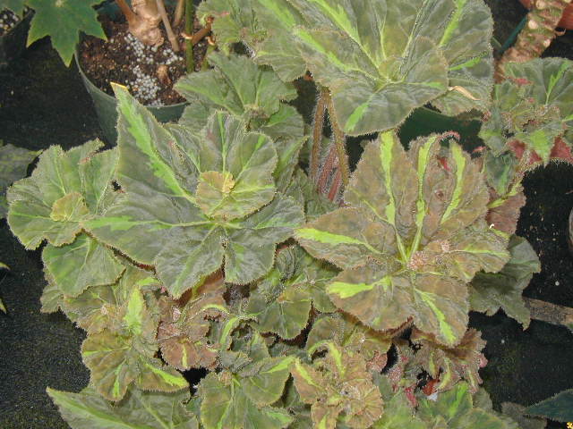 B. ‘Deana’